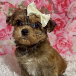 Protea - Red sable female Havanese puppy in Clermont, Florida from Country Sweet Havanese and Creative Coaching