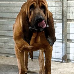 Bloodhound All Grown Up from Hat Creek Kennel