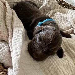 Female- Pick 4 of 4 - Liver female Boykin Spaniel puppy in Cottondale, Florida from Baggett’s NWFL Gun Dogs