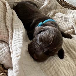 Female- Pick 4 of 4 - Liver female Boykin Spaniel puppy in Cottondale, Florida from Baggett’s NWFL Gun Dogs