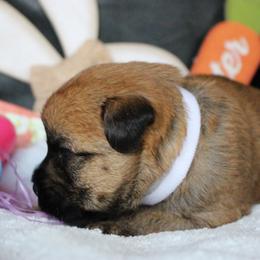 Australian Shepherd and Soft Coated Wheaten Terrier Puppies from Ironwood Ridge Kennels