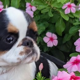 English Toy Spaniels from Arete English Toy Spaniels