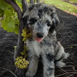 Aussiedoodle Puppies from Rothsolid Puppies