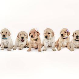 Golden Retrievers from Open Star Goldens