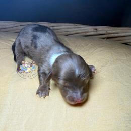 Casper - Dapple male Dachshund puppy in Cave City, Kentucky from Mammoth Cave Dachshunds