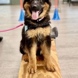 German Shepherd Puppies from Salty Raccoon Ranch German Shepherds