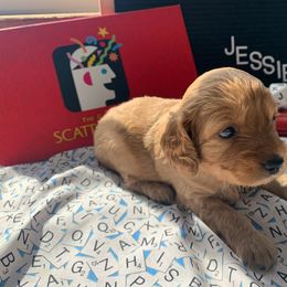 Cockapoo Puppies from Country J Canines