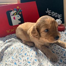 Cockapoo Puppies from Country J Canines