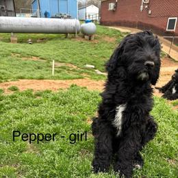 Pepper - Black female Goldendoodle puppy in Water Valley, Mississippi from Olympian Doodles