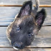 Belgian Laekenois puppies from Chiens de Rafale