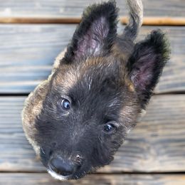 Belgian Laekenois puppies from Chiens de Rafale