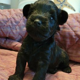 Miniature Schnauzer Puppies from Southpaw Schnauzers