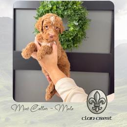 Clan Crest - Apricot male Goldendoodle puppy in Garland, Texas from Twilight Doodles