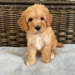 Maxwell (Boy 3) - Cream male Cavapoo puppy in Palm City, Florida from Cookies & Cream Sundae