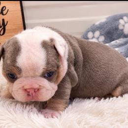 Ginger - Lilac tri-color female Bulldog puppy in Bell Gardens, California from G bulldogs