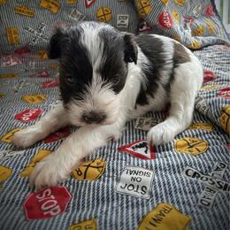 Shazam - Parti male Miniature Schnauzer puppy in Oneida, Tennessee from Saving Grace