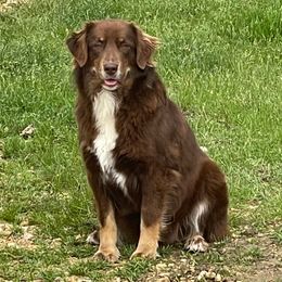 Fern - Australian Shepherd