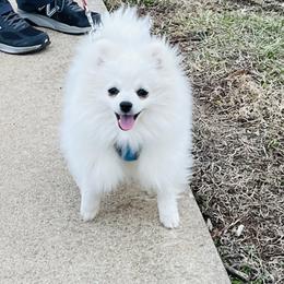 Cole - White male Pomeranian puppy in St. Louis, Missouri from Saint Louis Pomeranian babies