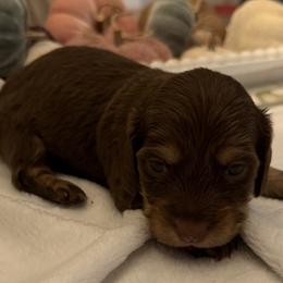 Blakely - Chocolate and tan female Dachshund puppy in Bentonville, Arkansas from Boujee Buns Dachshunds