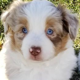 Miniature Australian Shepherds and Toy Australian Shepherds from Sunshine Sugar B Mini Aussies