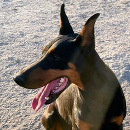 Doberman Pinschers from Tycho's Dobermans