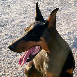 Doberman Pinschers from Tycho's Dobermans
