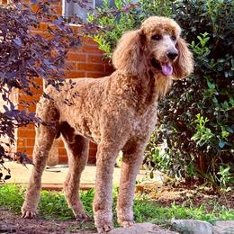 Copper - Poodle