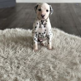 Dalmatian Puppies from Pawsitively Spotted