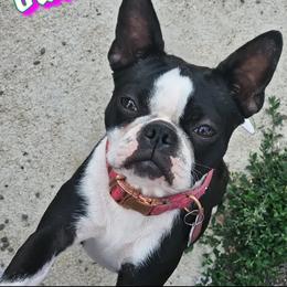Duchess - Black brindle and white female Boston Terrier puppy in Denver, Colorado from Diamonds In The Ruff Boston Terriers
