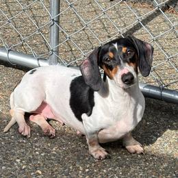 Georgia - Black and tan female Dachshund puppy in Belfair, Washington from Devoted Doxies, Lorraine’s Yorkies