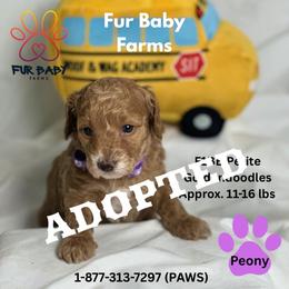 Peony - Apricot female Goldendoodle puppy in Michigan from Fur Baby Farms
