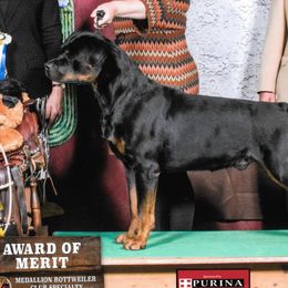 Brussels Griffons and Rottweilers from Bernkastel Rottweilers & Brussels Griffon
