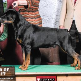 Brussels Griffons and Rottweilers from Bernkastel Rottweilers & Brussels Griffon