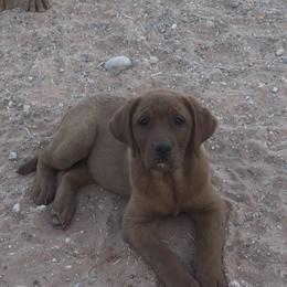 Daffy - Yellow female Labrador Retriever puppy in Littlefield, Arizona from Susan Burkey