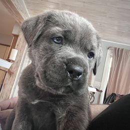 Aqua aka Twinkle Toes - Gray female Cane Corso puppy in Hillsborough, New Jersey from Central Jersey K9