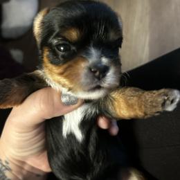 Ember glow - Black and tan female Yorkshire Terrier puppy in Coeur D Alene, Idaho from Cozy Coeur Yorkies