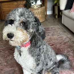 Willa - Bernedoodle