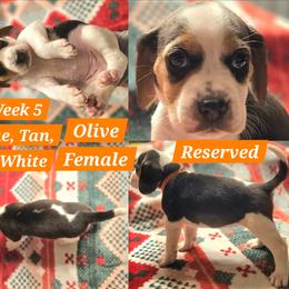Olive-Orange-Female - Blue tan and white female Beagle puppy in Bemidji, Minnesota from Nse Farms Beagles