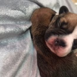 French Bulldog Puppies from PNW French Bulldogs