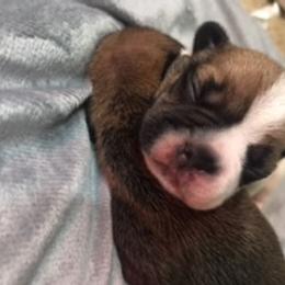 French Bulldog Puppies from PNW French Bulldogs