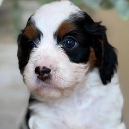 Moo moo girl - female Bernedoodle puppy in Yuciapa, California from AlltheDoodlez_