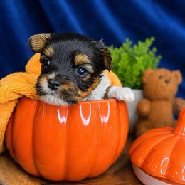 Sabrina - Parti female Yorkshire Terrier puppy in Jacksonville, Florida from Yorktown Yorkies