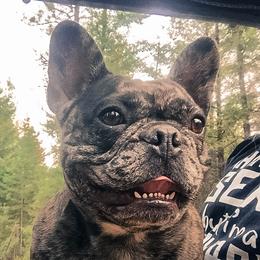 French Bulldog adult dog