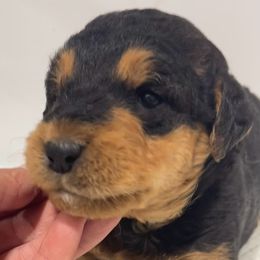Yellow - Black and tan female Airedale Terrier puppy in Castle Rock, Washington from Seaquest Airedales