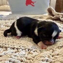 Arti - Black and white male Shih Tzu puppy in Magnolia, Texas from Furbourne Farms
