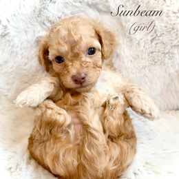 Goldendoodle and Maltipoo Puppies from Wish Locket Pups