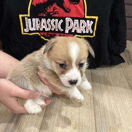 Dude - Red male Pembroke Welsh Corgi puppy in Delton, Michigan from CorGizmo