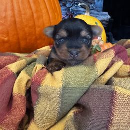 Puppy one - Blue and gold female Yorkshire Terrier puppy in Indiana from Narnian Yorkies