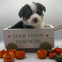 Blue Collar - Black and tan male Pembroke Welsh Corgi puppy in Abingdon, Virginia from Em-K Kennels