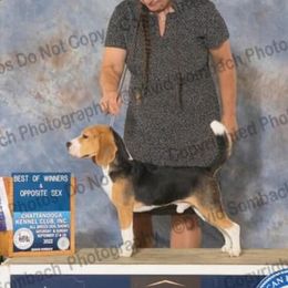 Leroy - Beagle